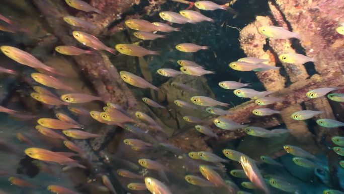 一群鲜亮的鱼在红海上生锈的沉船里。