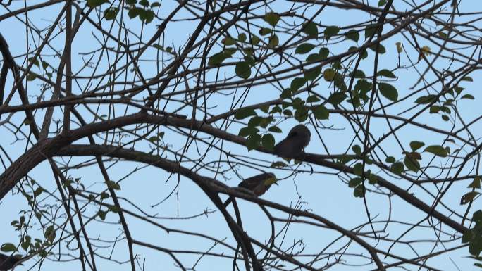 鸟小鸟自然森林树林鸟儿飞翔