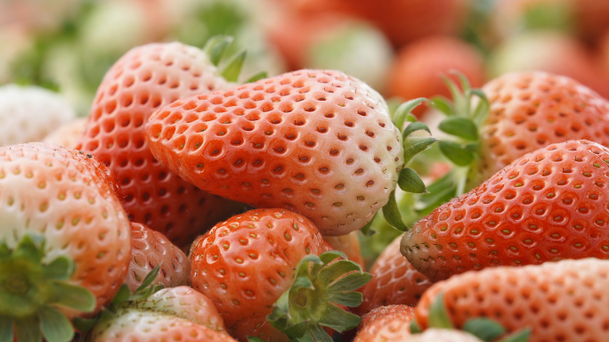 草莓/草莓园/摘草莓/草莓大棚/4K高清