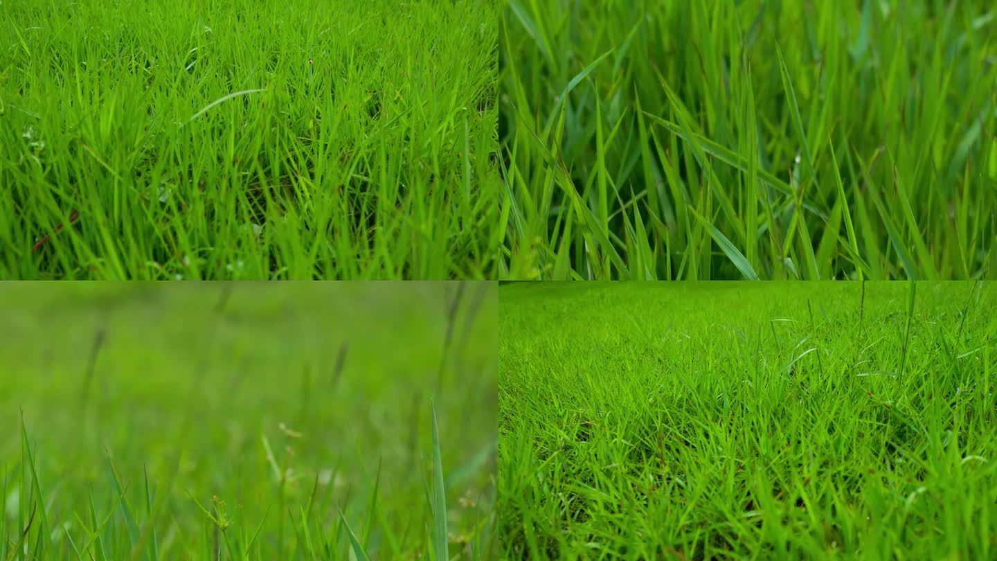 碧绿的草地，草地上前行第一视角