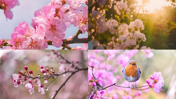 【合集】春天万物生长花开