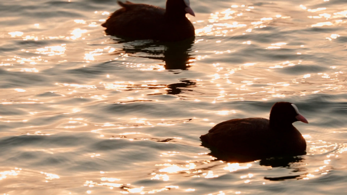 鸭子在波光粼粼的湖面升格慢动作