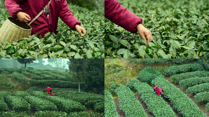 茶农茶山茶园采茶茶叶