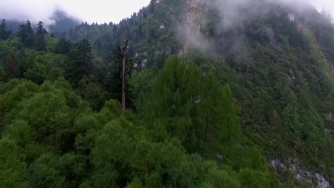 森林 自然 云雾风景