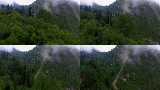 森林 自然 云雾风景