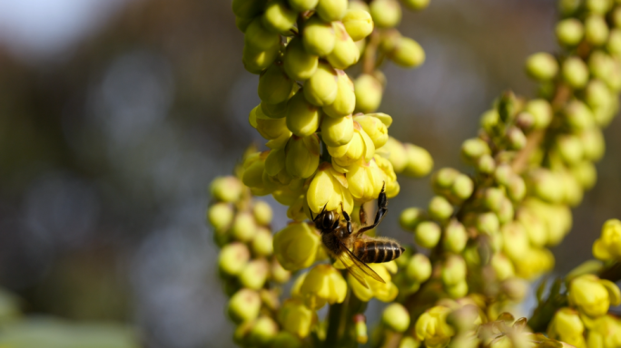 春天花丛中的蜜蜂 蜜蜂采蜜 蜜蜂打闹昆虫