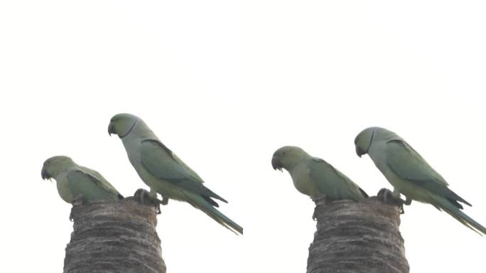 绿鹦鹉，近距离观察