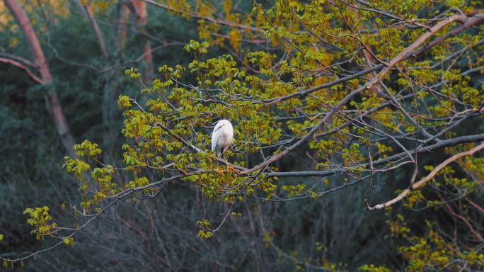 树枝上歇息的白鹭鸟