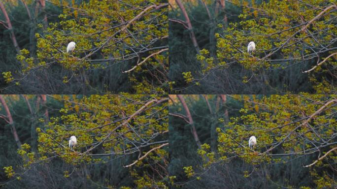 树枝上歇息的白鹭鸟