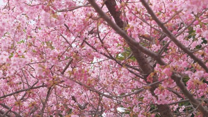 多风阴天的樱花丛。现在是早春
