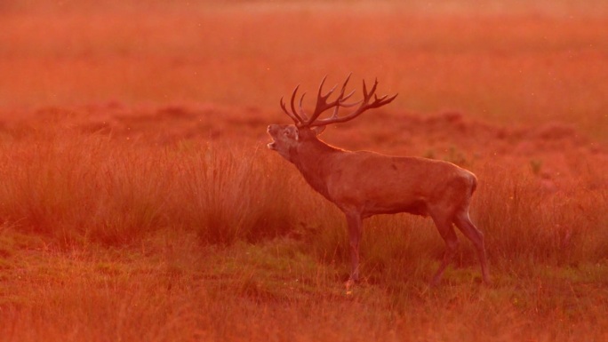 在夕阳的余晖下，一只雄性马鹿在交配季节在丛林中咩咩叫的慢镜头