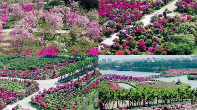 花卉基地 航拍花卉 绿植