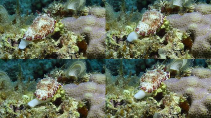 可爱的白色和粉红色的裸鳃鱼在色彩斑斓的海底缓慢爬行，