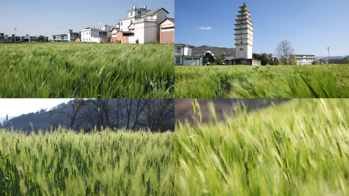 风吹麦浪