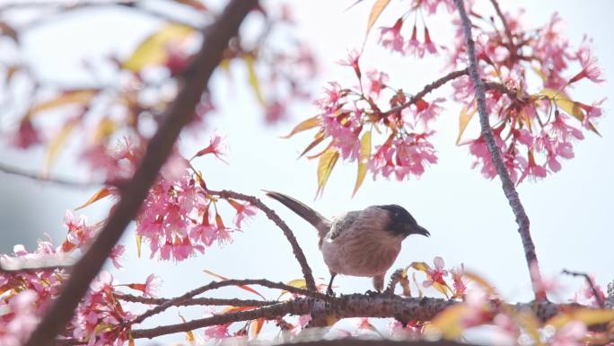 4K升格樱花树上的小鸟