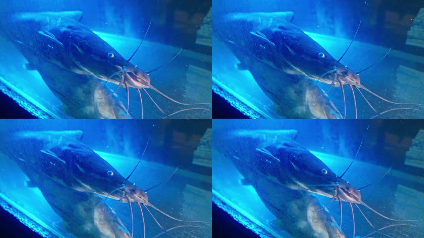 水生巨人:水族箱中的克拉氏鲶鱼