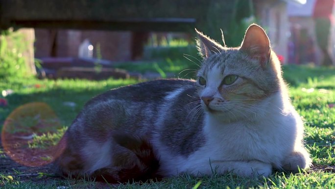 日落时分，一只家猫平静地躺在草坪上打瞌睡