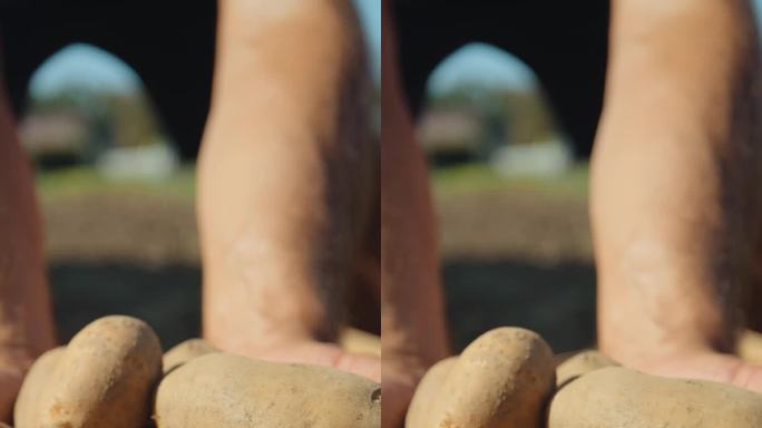 男农艺师在阳光明媚的日子里站在农场展示生土豆的慢镜头