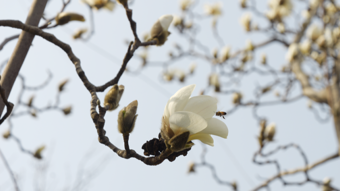 玉兰白玉兰广玉兰玉兰花中的蜜蜂 采蜜春天