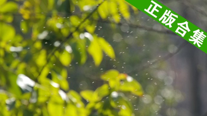 合集_夏日蚊虫4k慢动作