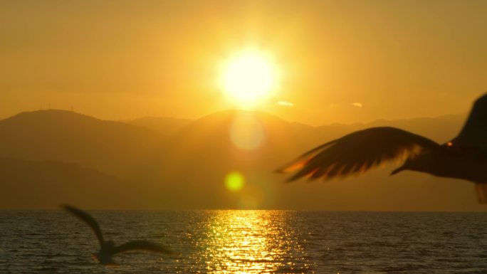 海鸥鸟类飞翔日出湖面映射