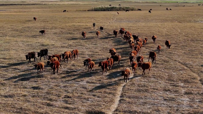蒙古红牛2