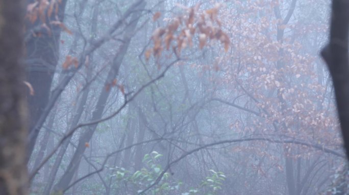 瘴气迷雾森林