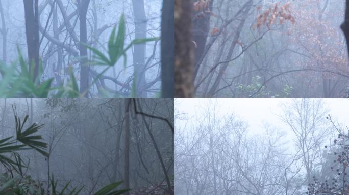 瘴气迷雾森林