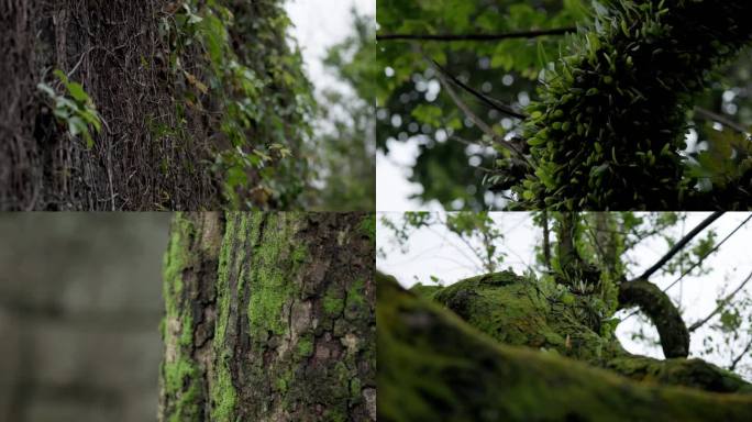 苔藓雨林寄生植物共生蚂蚁上树