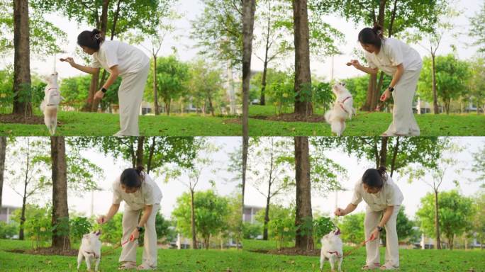 早晨，一位年轻的亚洲妇女带着她的狗到村里的院子里玩耍。
