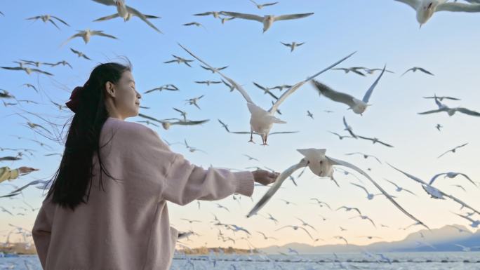 4K升格昆明海洪湿地公园的少女与海鸥