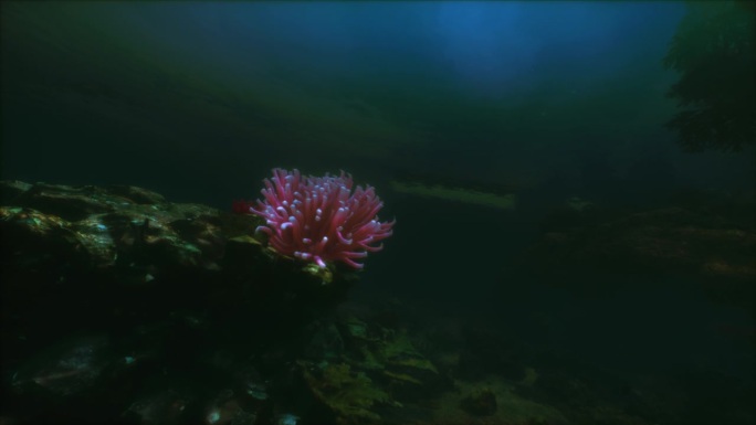 水族馆里的红海葵