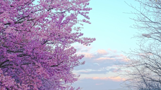 4K 夕阳映照下的樱花树