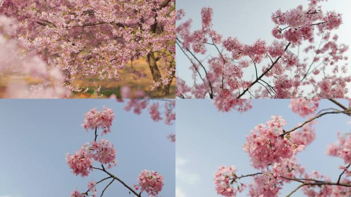 春天明媚阳光下随风摇曳的樱花