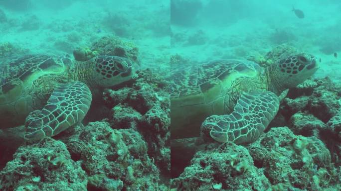 水下的海龟。诗巴丹岛Semporna。马来西亚。