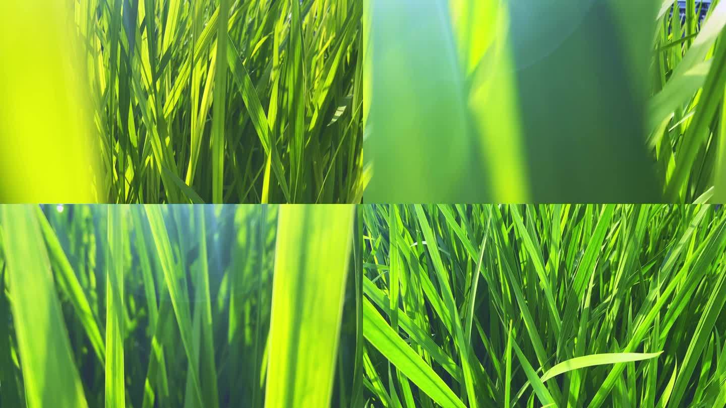 阳光小草绿色生命
