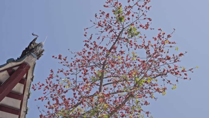 4K实拍广州光孝寺古色建筑与绽放的木棉花