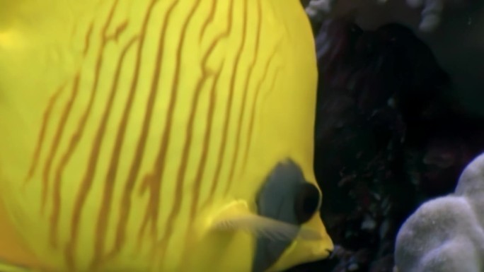 红海海底清澈海水中的金蝴蝶鱼。