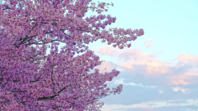 4K 夕阳映照下的樱花树
