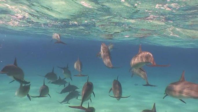 一群海豚在清澈的海水和水下沙质海底。