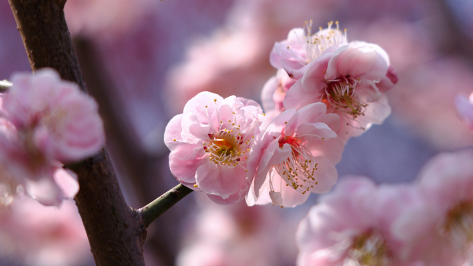 唯美梅花合集、春天、蜜蜂