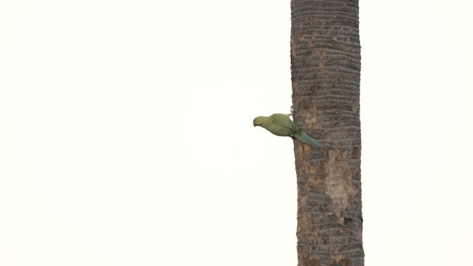 绿鹦鹉从棕榈树上飞走了
