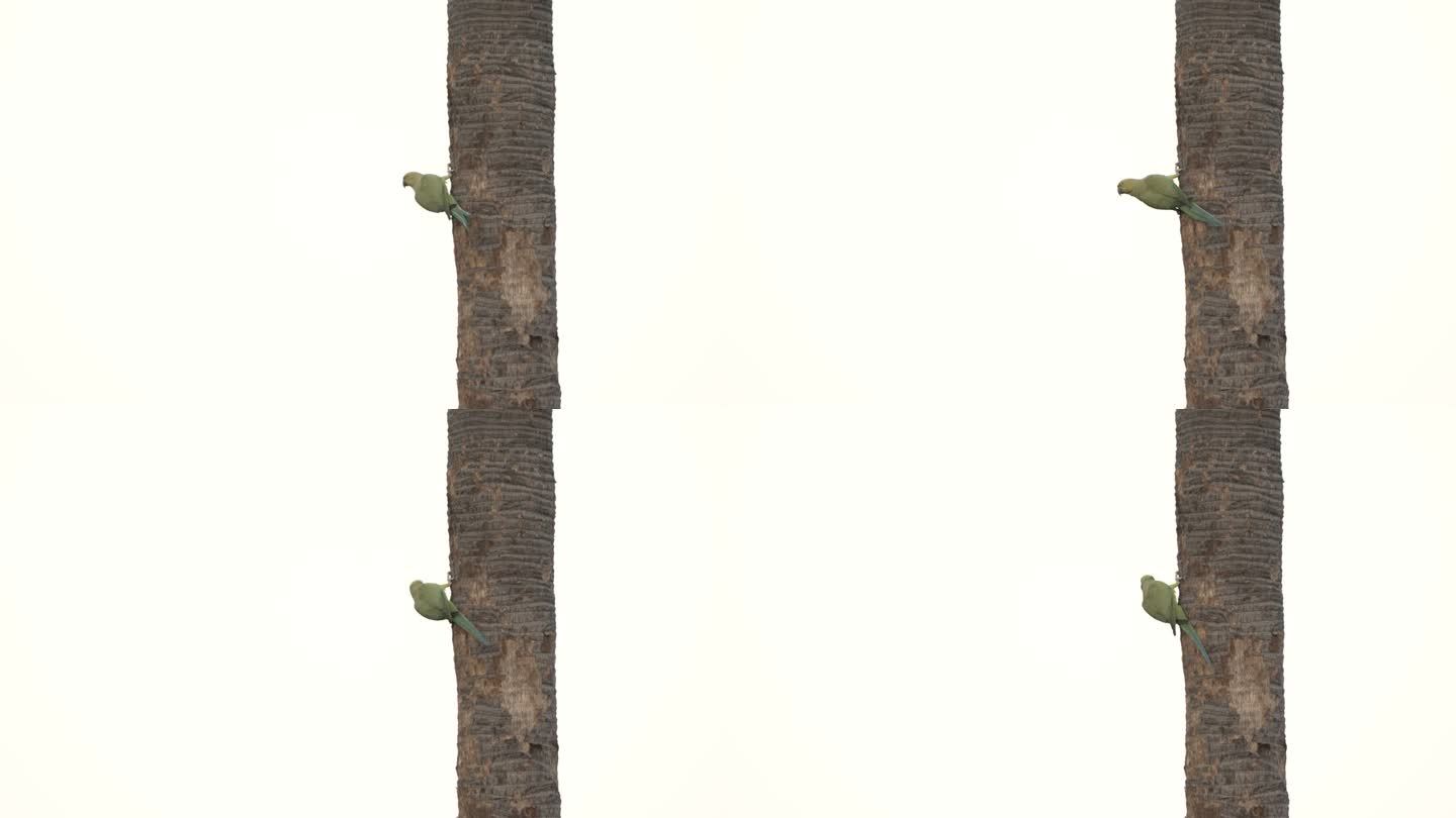 绿鹦鹉从棕榈树上飞走了