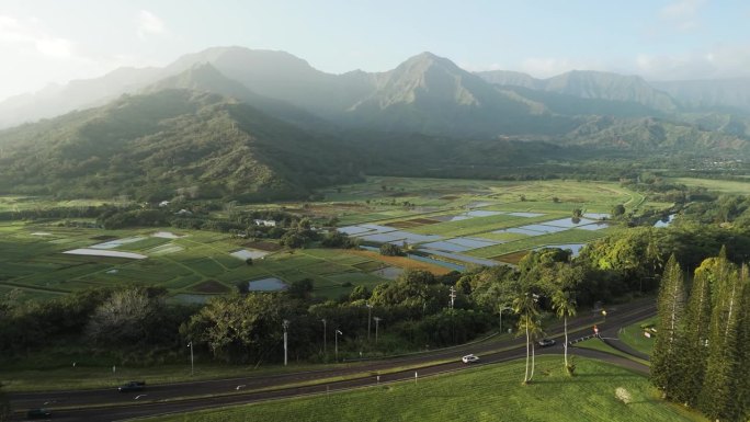 夏威夷的芋头田在日出，在那里遥远的山早晨的色调创造了一个惊人的景观。宁静的夏威夷乡村的精髓，充满活力