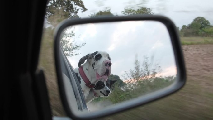 司机视角:两只狗在享受开车的乐趣，狗在四处张望。