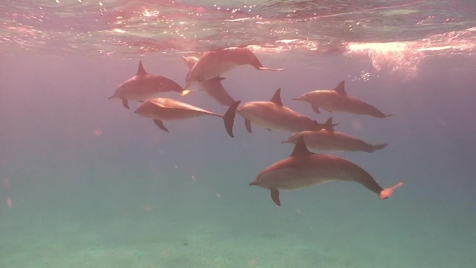 一群海豚在清澈的水中玩耍，与沙滩形成鲜明对比。