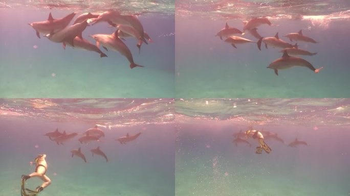 一群海豚在清澈的水中玩耍，与沙滩形成鲜明对比。