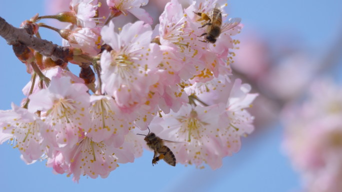 樱花 蜜蜂