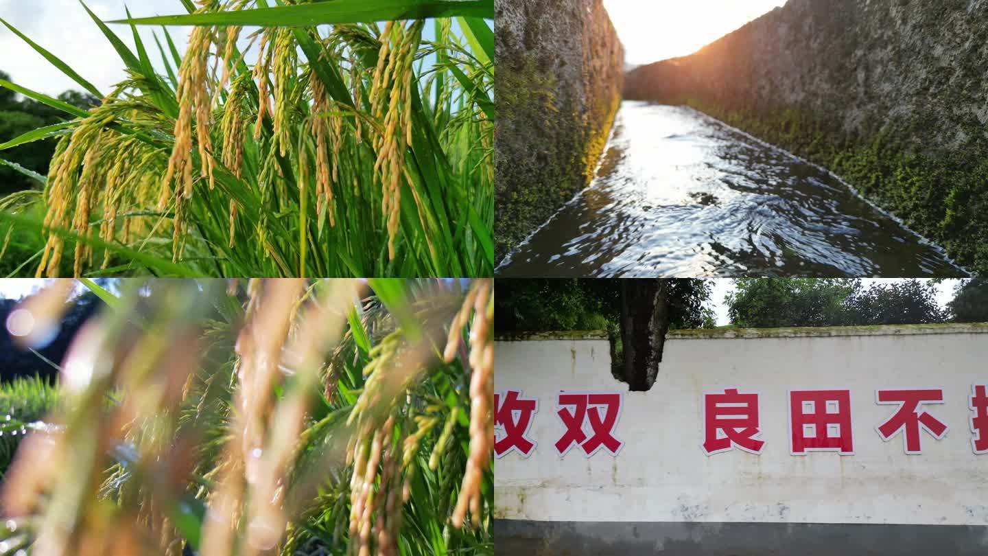 水稻风光丰收季