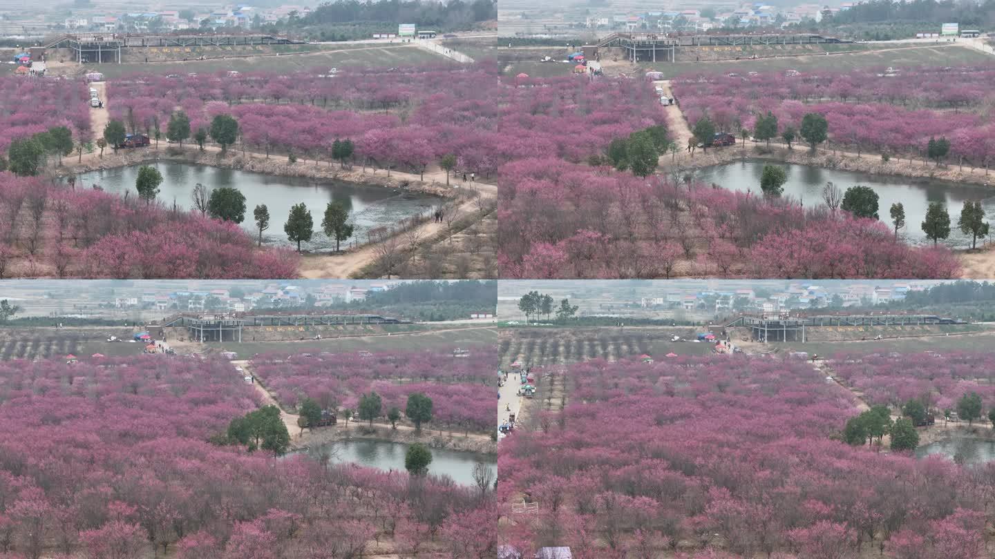 牛跡山梅花